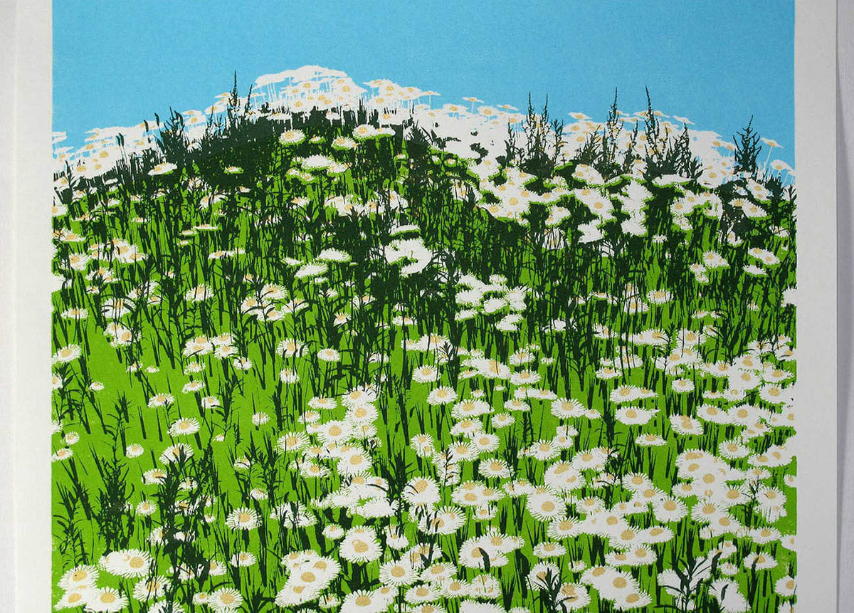Daisy Field
