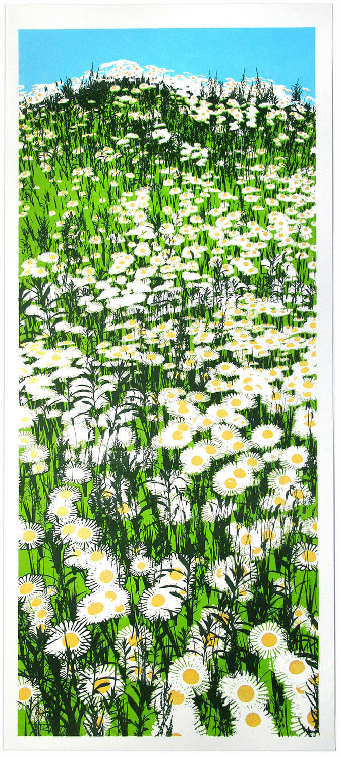 Daisy Field