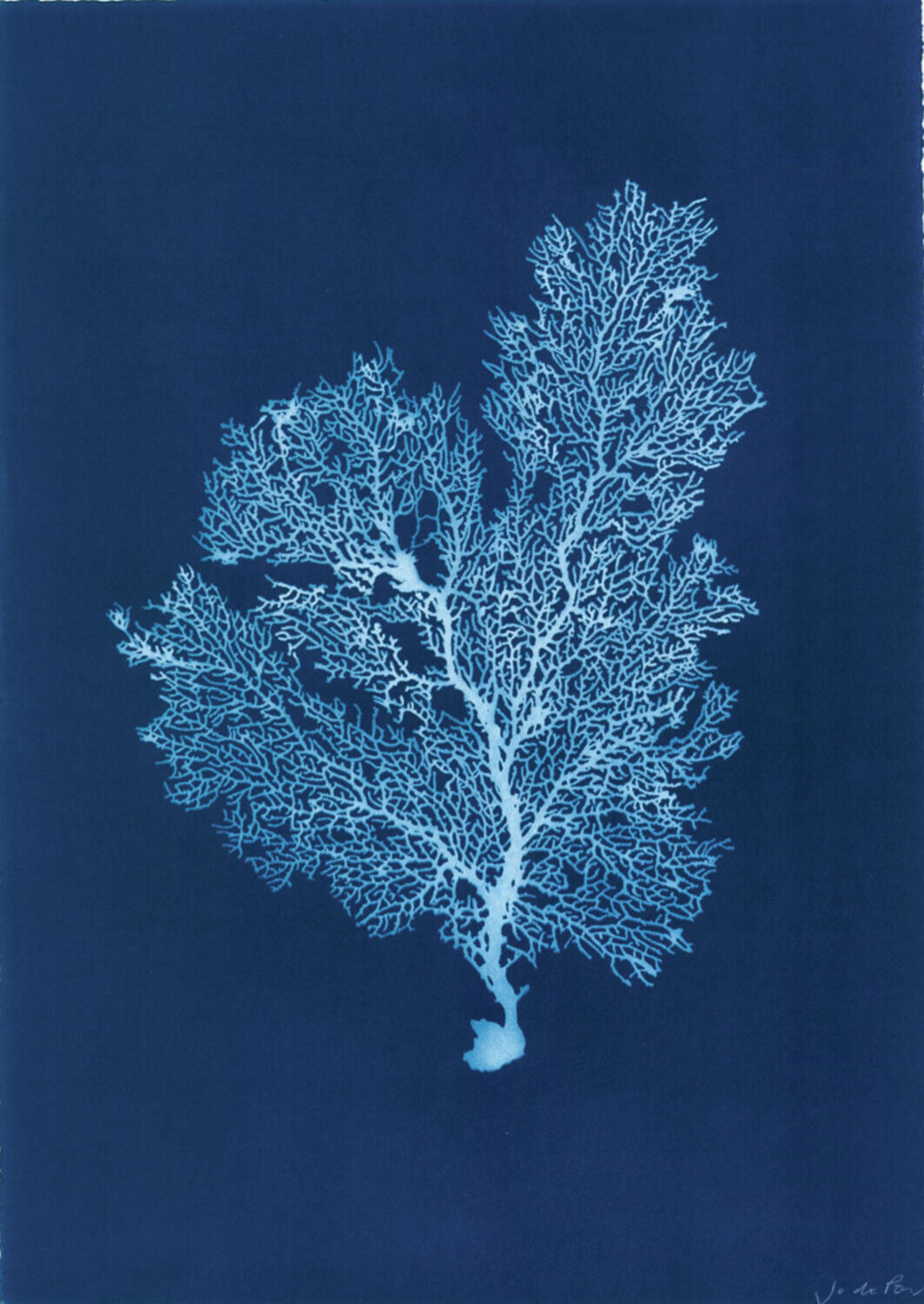 Sea Fan III