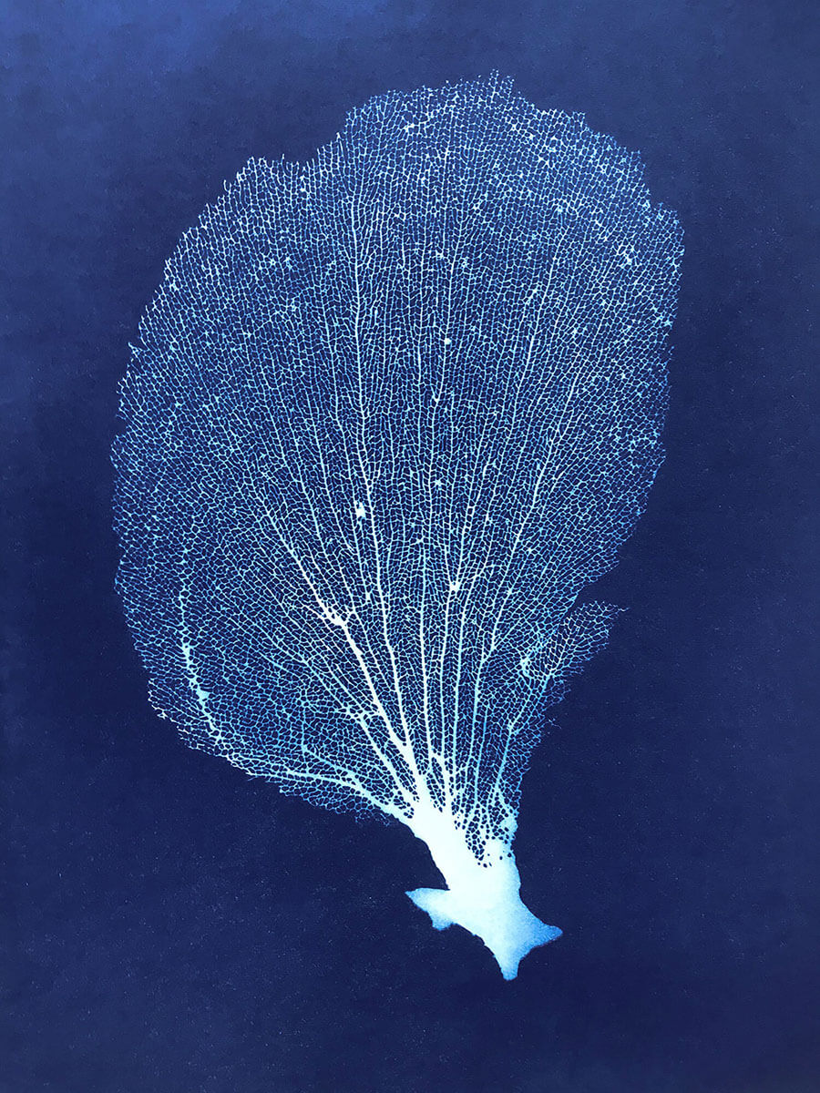 Sea Fan IV
