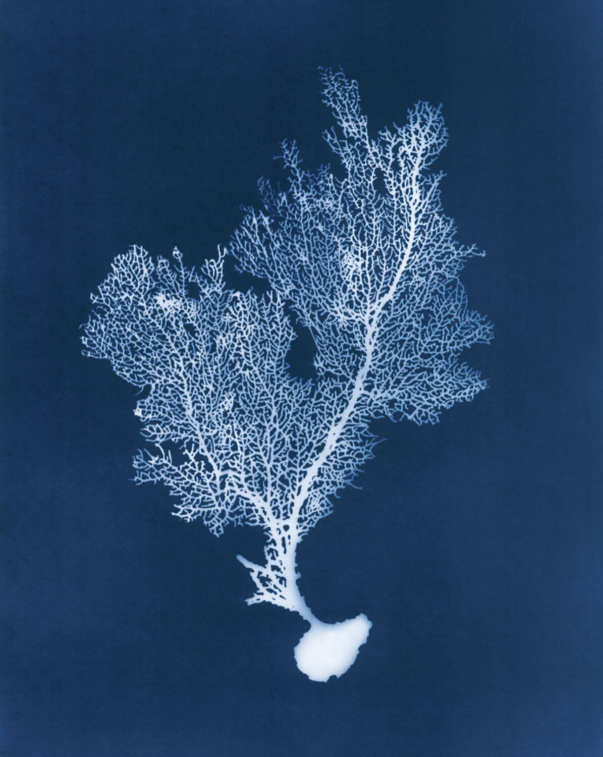 Sea Fan I
