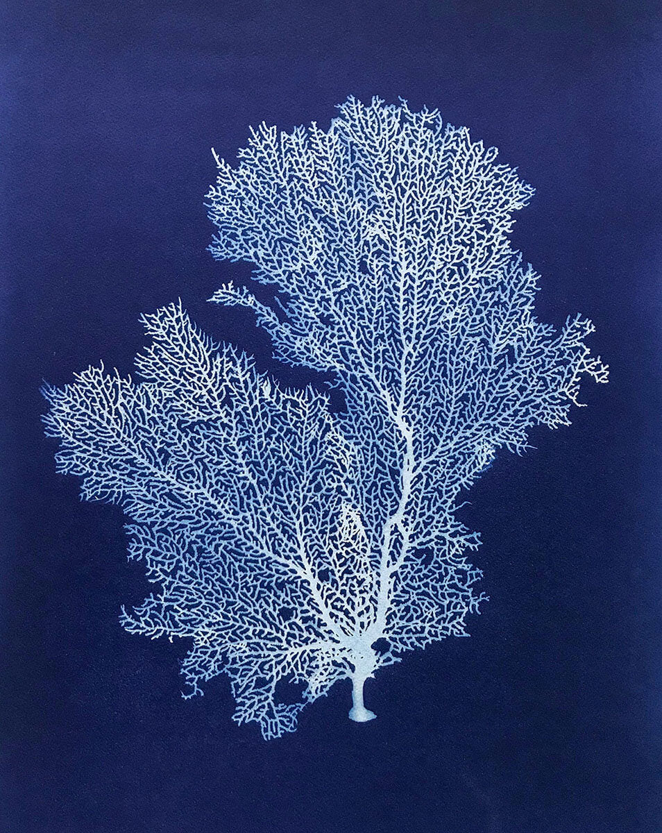 Sea Fan VI