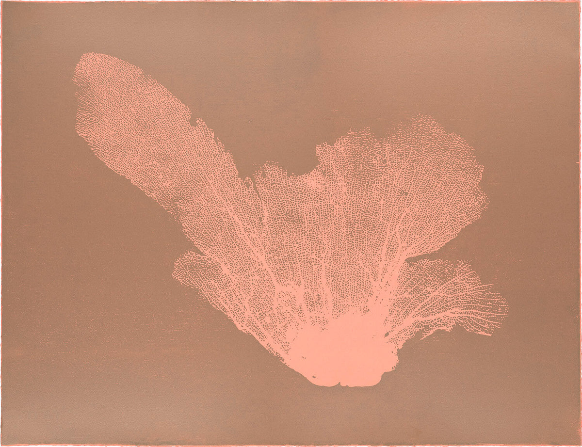 Sea Fan III (Salmon-Brown)