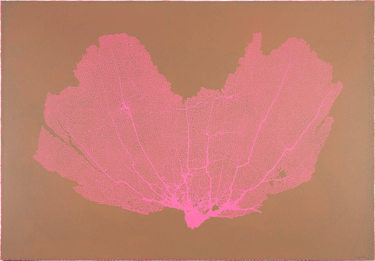 Sea Fan IX (Pink-Blush)