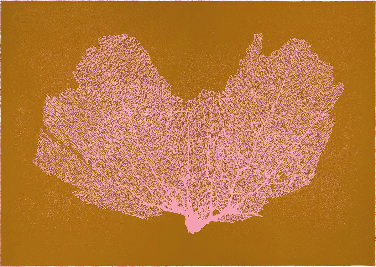 Sea Fan IX (Salmon-Turmeric)