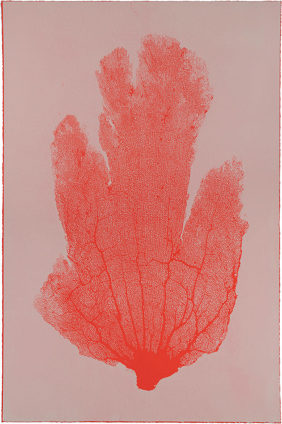 Sea Fan I (Cherry-Pink)