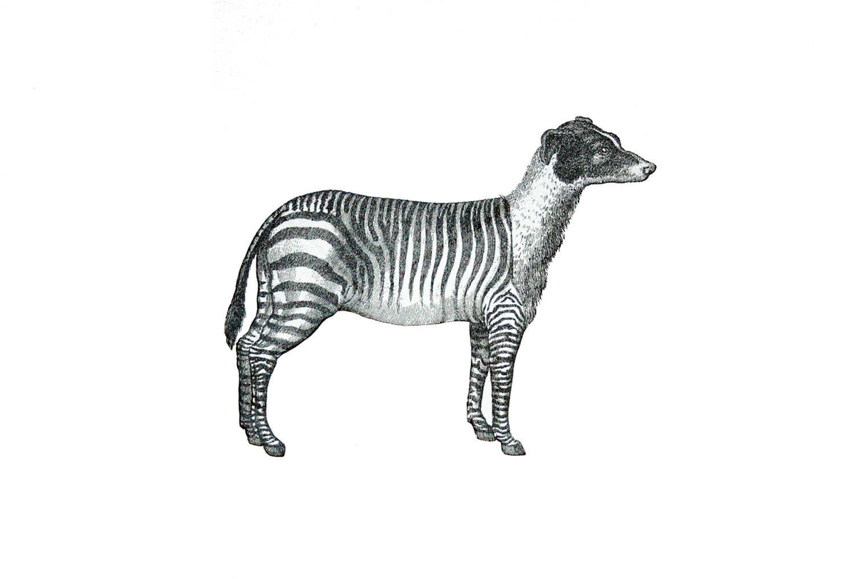 Penelope Kenny Zebra Dog - Modern ArtBuyer