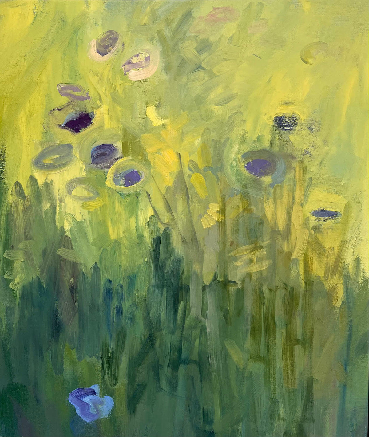 Phacelia