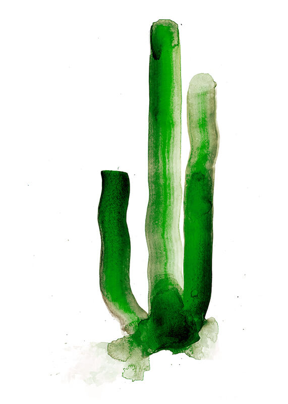Gavin Dobson Cactus for Modern ArtBuyer